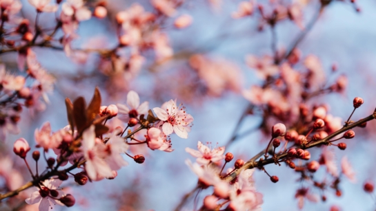 Close up photo of pink cherry blossom tree in bloom