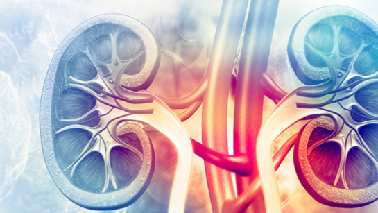 The kidney is a complex organ composed of many different cell types that work in concert to filter toxins from the blood and to reabsorb essential molecules from urine. Characterizing the activity of healthy kidney cells is key to understanding kidney disease. (Illustration: Getty Images)