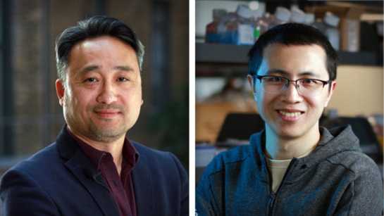 Dr. Tony Lam, (L), is a Senior Scientist at Toronto General Hospital Research Institute, and Dr. Song-Yang Zhang is a postdoctoral researcher in his lab.