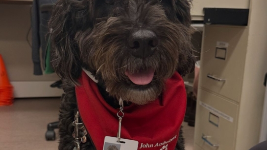 Colby the therapy dog