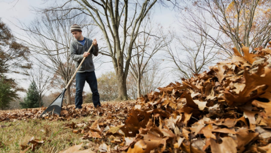 A person raking in the fall