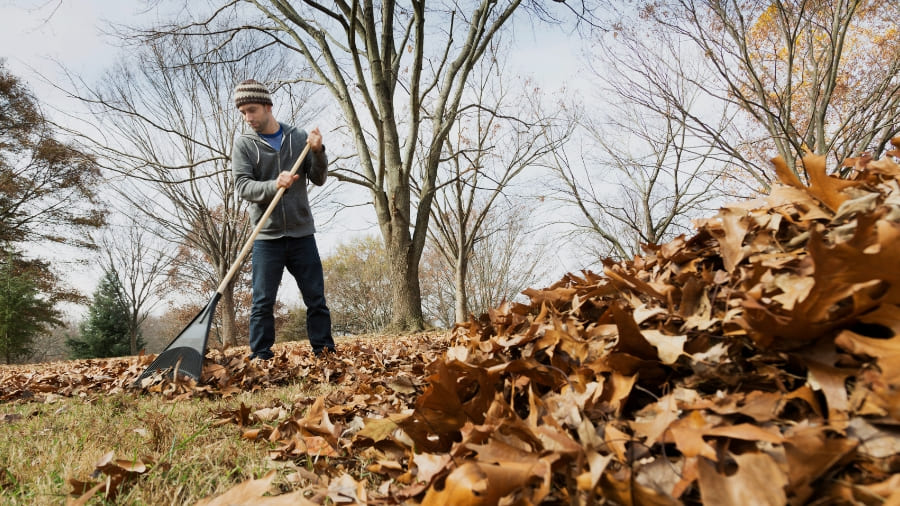 A person raking in the fall