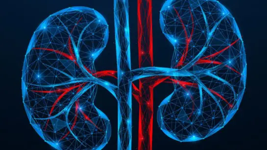Stock image of the kidneys in red and blue with a black background.