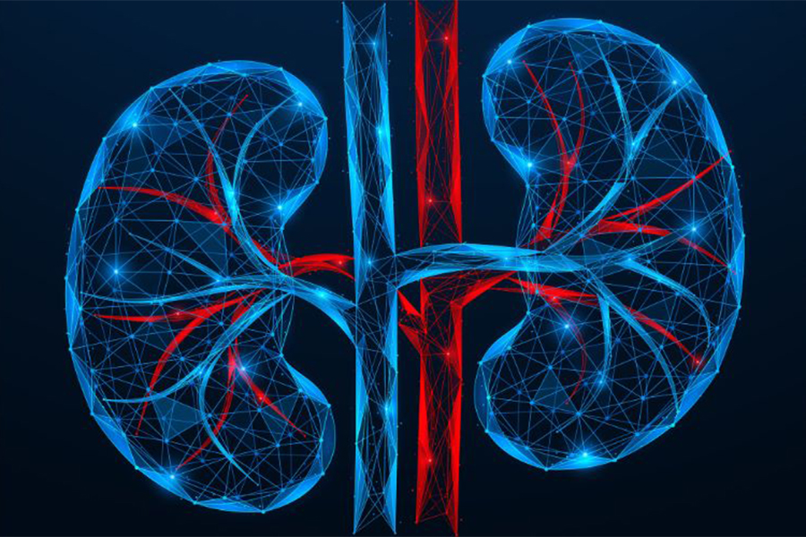 Stock image of the kidneys in red and blue with a black background.