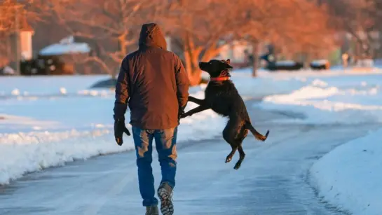 A person walking with their dog on a cold winter path. The dog is jumping with excitement.