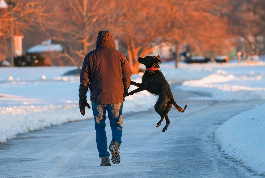 A person walking with their dog on a cold winter path. The dog is jumping with excitement.