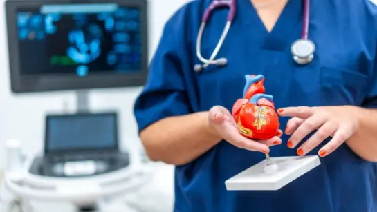 A health professional holding a model of a heart