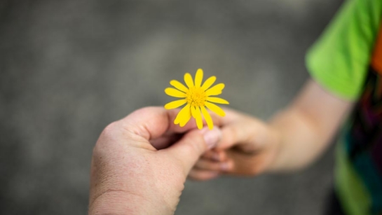 an adult hand handing a child's hand a small yellow flower