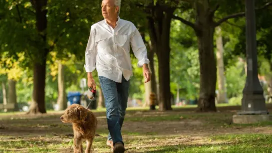A man walking his dog through a park while on a leash. It's sunny and there are trees in the background